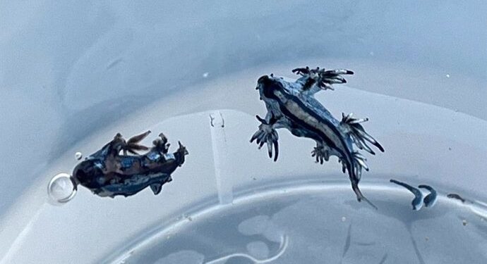 Guardamar izará la bandera de medusas para avisar de la presencia del dragón azul en sus playas