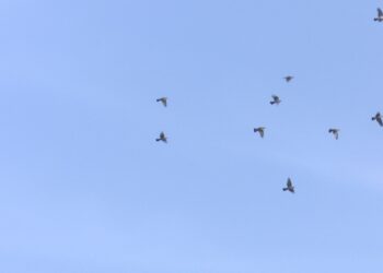 El águila pescadora, protagonista en los 30 años de protección de la Marjal de Pego-Oliva