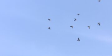 El águila pescadora, protagonista en los 30 años de protección de la Marjal de Pego-Oliva