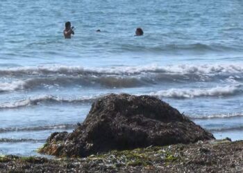 Dénia retira más de 300 toneladas de posidonia tras el último temporal mientras Santa Pola espera autorización