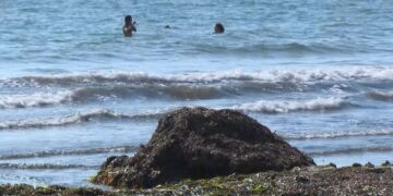 Dénia retira más de 300 toneladas de posidonia tras el último temporal mientras Santa Pola espera autorización