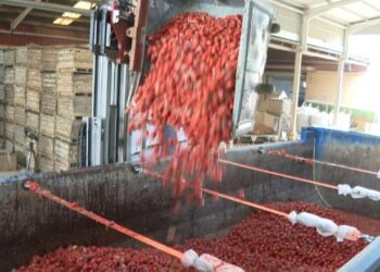 Buñol ultima los preparativos para lanzar 120.000 kilos de tomate en su fiesta más internacional