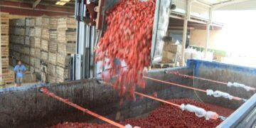 Buñol ultima los preparativos para lanzar 120.000 kilos de tomate en su fiesta más internacional