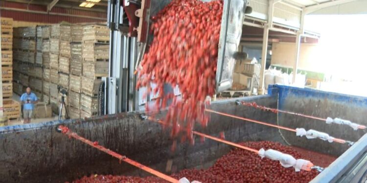 Buñol ultima los preparativos para lanzar 120.000 kilos de tomate en su fiesta más internacional