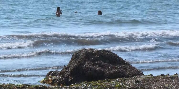 Dénia retira más de 300 toneladas de posidonia tras el último temporal mientras Santa Pola espera autorización 1 Dénia retira más de 300 toneladas de posidonia tras el último temporal mientras Santa Pola espera autorización