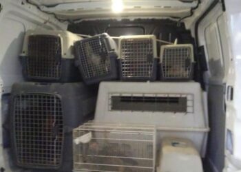 La Policía Local de Alicante interviene 27 gallos de pelea abandonados en plena vía pública