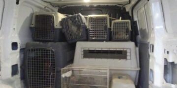 La Policía Local de Alicante interviene 27 gallos de pelea abandonados en plena vía pública