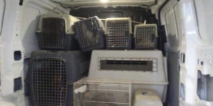 La Policía Local de Alicante interviene 27 gallos de pelea abandonados en plena vía pública 1 La Policía Local de Alicante interviene 27 gallos de pelea abandonados en plena vía pública