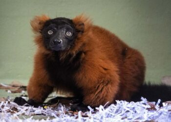 Bioparc, líder en biodiversidad de lémures en España