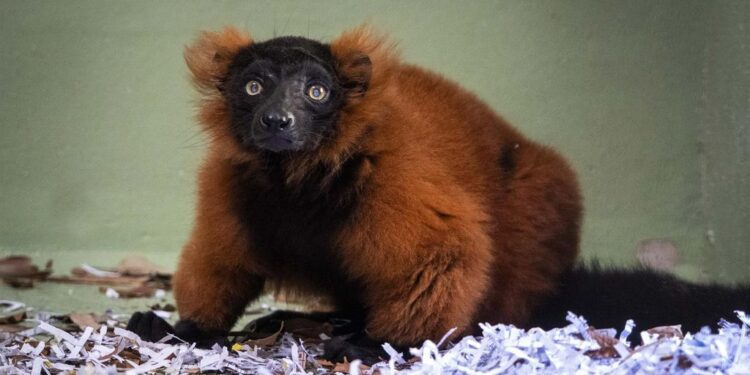 Bioparc, líder en biodiversidad de lémures en España
