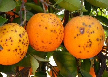 La UE intercepta en julio 26 enfermedades y plagas de cuarentena en cítricos del Mercosur
