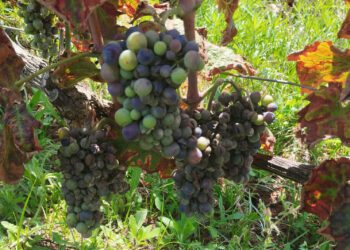 De la sequía al exceso de humedad: el mildiu daña hasta el 90% de la uva en campos de La Marina