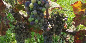 De la sequía al exceso de humedad: el mildiu daña hasta el 90% de la uva en campos de La Marina
