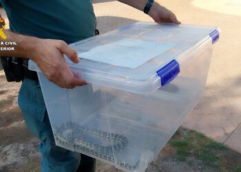 El Seprona localiza 6 serpientes sin documentación CITES en una vivienda de Cullera