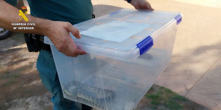 El Seprona localiza 6 serpientes sin documentación CITES en una vivienda de Cullera