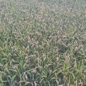 AVA-ASAJA alerta del grave daño que está causando la pyricularia en más de la mitad de las parcelas de arroz 2 pyricularia 1