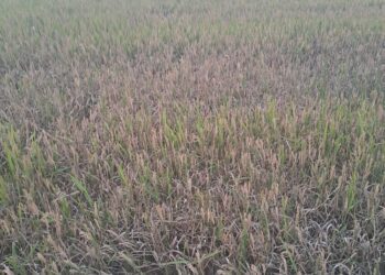 AVA-ASAJA alerta del grave daño que está causando la pyricularia en más de la mitad de las parcelas de arroz