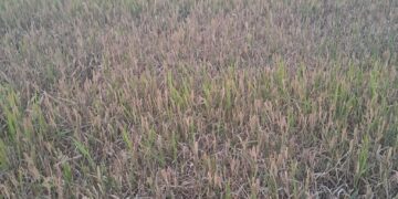 AVA-ASAJA alerta del grave daño que está causando la pyricularia en más de la mitad de las parcelas de arroz