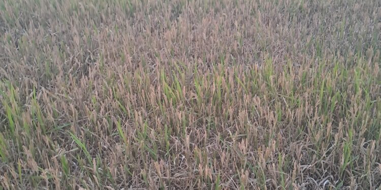 AVA-ASAJA alerta del grave daño que está causando la pyricularia en más de la mitad de las parcelas de arroz 1 AVA-ASAJA alerta del grave daño que está causando la pyricularia en más de la mitad de las parcelas de arroz