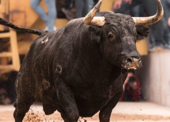 La plataforma antitaurina de la Comunidad Valenciana acusa de "negacionista" al gobierno de Albal 