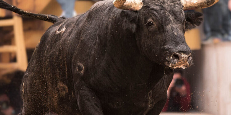 La plataforma antitaurina de la Comunidad Valenciana acusa de "negacionista" al gobierno de Albal 