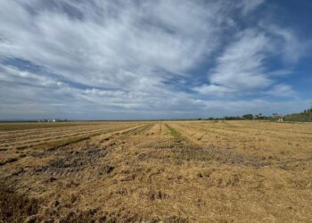 La Generalitat ofrece a las explotaciones agrarias la posibilidad de recoger y retirar la paja de arroz como alternativa a la quema 1 La Generalitat ofrece a las explotaciones agrarias la posibilidad de recoger y retirar la paja de arroz como alternativa a la quema