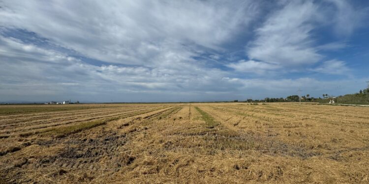 La Generalitat ofrece a las explotaciones agrarias la posibilidad de recoger y retirar la paja de arroz como alternativa a la quema