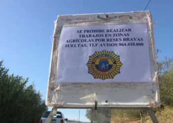 Capturan dos de las cinco vacas fugadas en Alcalà de Chivert