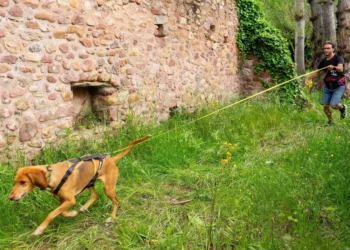 Un perro de rescate localiza a un desaparecido en Pinedo en estado semiinconsciente