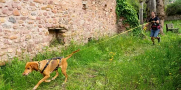 Un perro de rescate localiza a un desaparecido en Pinedo en estado semiinconsciente