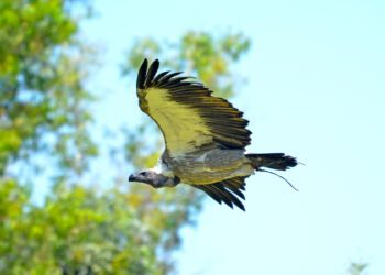 BIOPARC Valencia alerta sobre las “amenazas invisibles” para la supervivencia de los buitres