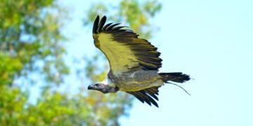 BIOPARC Valencia alerta sobre las “amenazas invisibles” para la supervivencia de los buitres