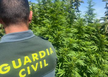 Desmantelada una plantación de marihuana en Benimodo: dos detenidos