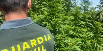 Desmantelada una plantación de marihuana en Benimodo: dos detenidos