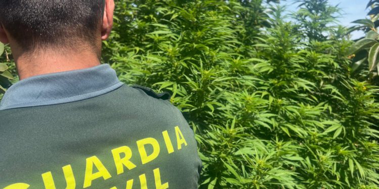 Desmantelada una plantación de marihuana en Benimodo: dos detenidos 1 Desmantelada una plantación de marihuana en Benimodo: dos detenidos