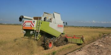 Empieza la siega: AVA-ASAJA alerta que la renta del arroz peligra por el descenso de al menos el 15% de la producción y de los precios
