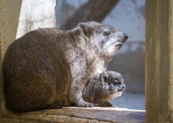BIOPARC Valencia líder en la conservación del “raro” damán roquero, especie que originó el nombre de España
