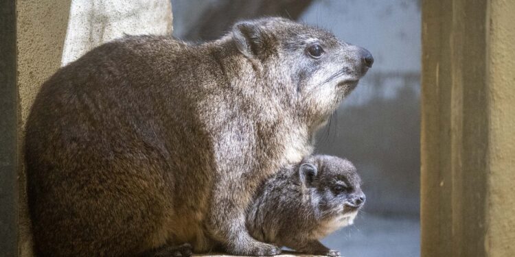 BIOPARC Valencia líder en la conservación del “raro” damán roquero, especie que originó el nombre de España