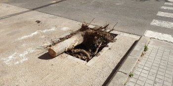 Un árbol cae sobre un autobús escolar en Alzira por el viento sin causar heridos