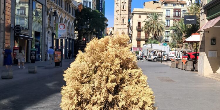 El arbolado y plantas del centro se le secan a Catalá en el centro de Valencia