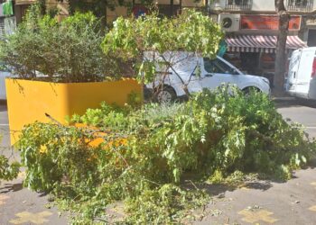 Los jardines de Valencia olvidados por Catalá