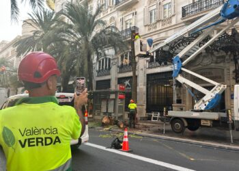 Abatidas 3 palmeras en la Calle de las Barcas de Valéncia por riesgo inminente de caída