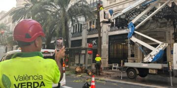 Abatidas 3 palmeras en la Calle de las Barcas de Valéncia por riesgo inminente de caída