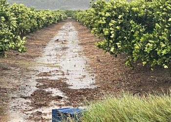 Máxima preocupación en la agricultura valenciana por las lluvias torrenciales y granizo
