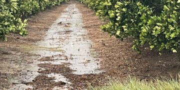 Máxima preocupación en la agricultura valenciana por las lluvias torrenciales y granizo