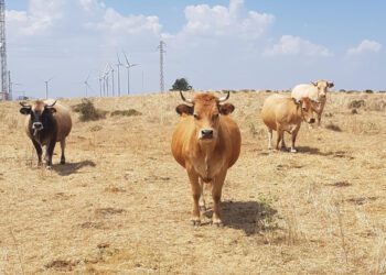 AVA-ASAJA mantiene su oposición al acuerdo con Mercosur por su impacto sobre el campo