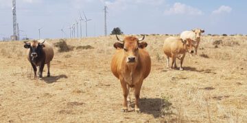 AVA-ASAJA mantiene su oposición al acuerdo con Mercosur por su impacto sobre el campo