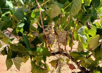 AVA-ASAJA prevé una uva de calidad pero con una merma del 20% a causa del pedrisco y el calor