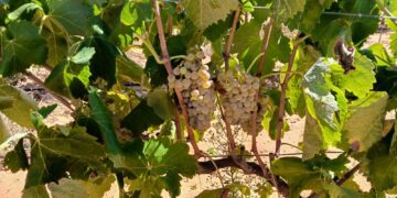 AVA-ASAJA prevé una uva de calidad pero con una merma del 20% a causa del pedrisco y el calor