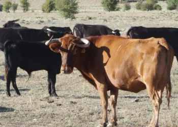 Patrullas policiales buscan con drones a cinco vacas fugadas en las fiestas de Alcalà de Chivert